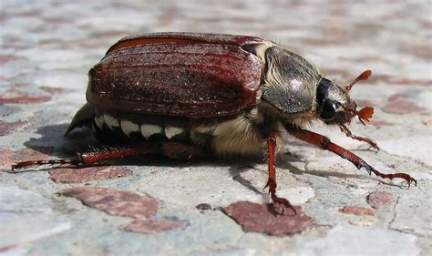 müjde böceği resmi